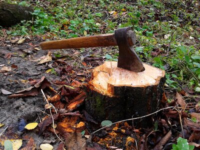 Stump tree lumberjack photo