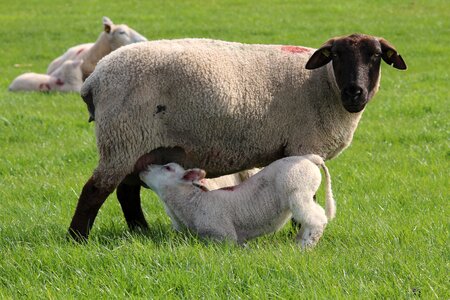 Happy cute domestic sheep photo