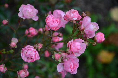 Nature petal floral photo