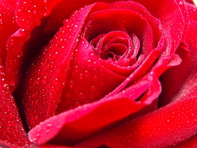 Red petals flower