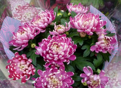 Chrysanthemum bunch blossom