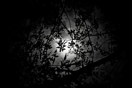 Tree branch the shadow