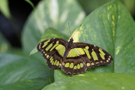 Animal arthropod beautiful