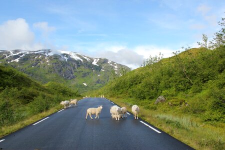 Animals white mammals