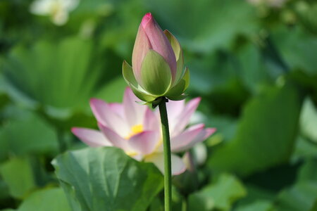 a lotus flower