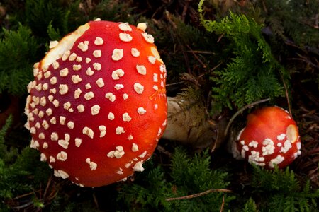 Large mushroom hat photo