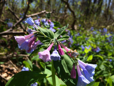 Virginia Bluebells-3