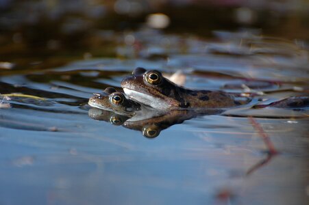 Animals frog amphibian photo