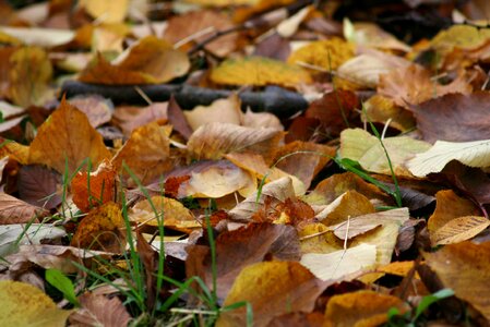 Leaves in the autumn forest yellow photo