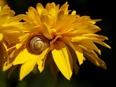 Yellow shell garden