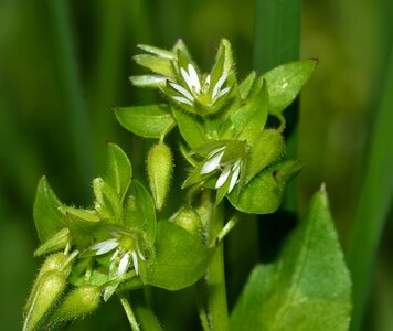 Stellaria average flower