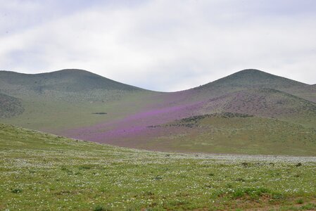Purple flower desert