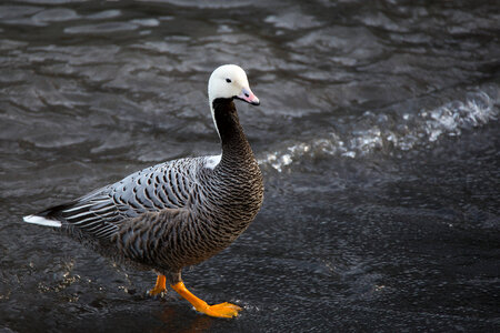 Emperor Goose