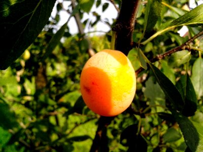 Organic tree 