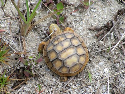 Wildlife wild zoology