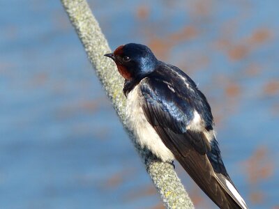Young young swallow bird