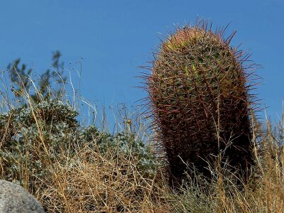 Barrel cactus desert