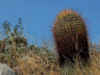 Barrel cactus desert photo