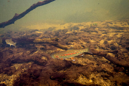 Rainbow trout swim in Meadow Creek-1 photo