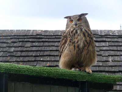 Bird of prey nature perched photo