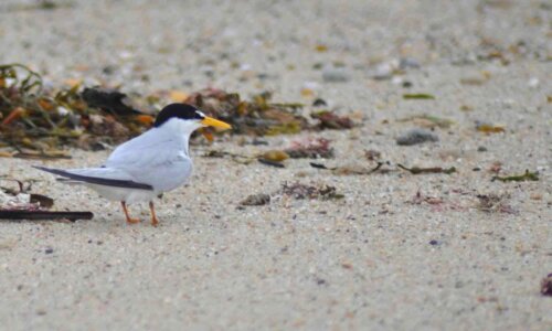 Bird least sand photo