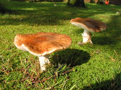 Forest cep chestnut photo