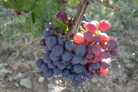 Harvest fruit plant