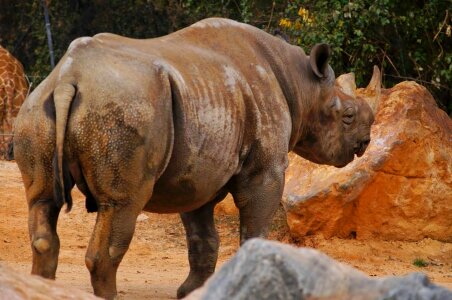 Africa horn rhinoceros photo