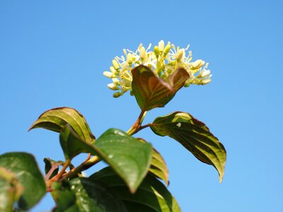 Beautiful Flowers blooming blossom photo