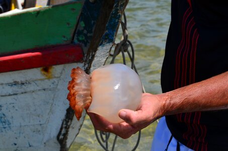 Fish hand sea animal