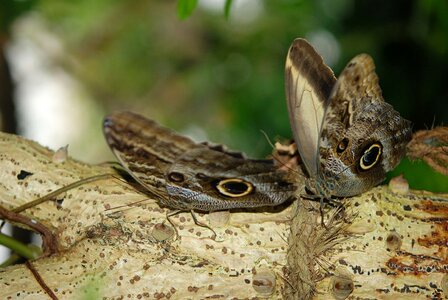 Insects wildlife wing