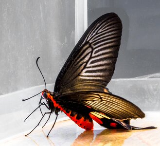 Butterfly insect Free photos