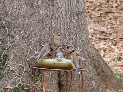 Bird feeder feeder wildlife