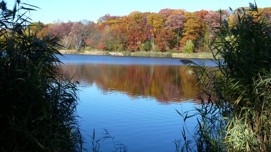 Autumn foliage seasonal