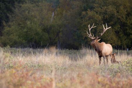 Bull Elk in landscape-4
