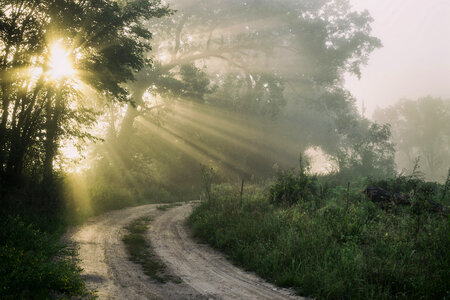 Forest road under sunset sunbeams