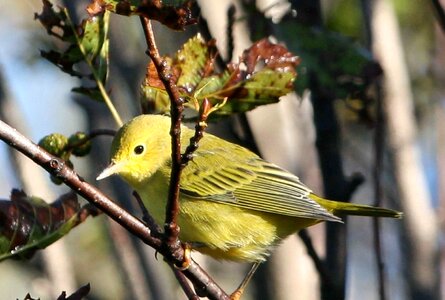 Setophaga Petechia song bird yellow photo