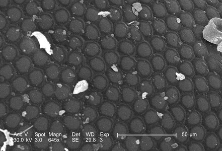 Bug compound compound eye