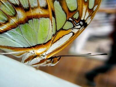 Gold green white