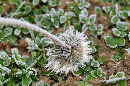 Cold dandelion frost