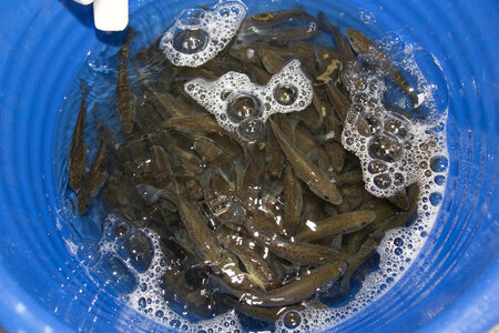 Largemouth bass in the infestation bath