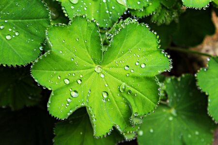 Green dew drip