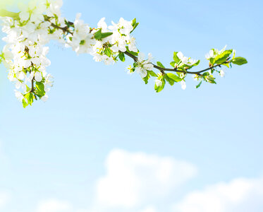 Branch with Spring Flowers photo