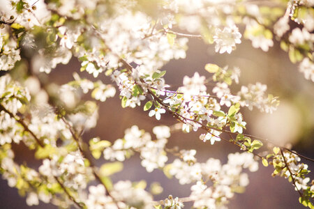 Spring White Flowers Branch on Blurred Background photo