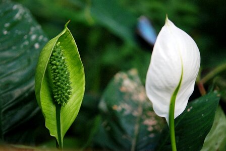 Plant garden plant ornamental plant