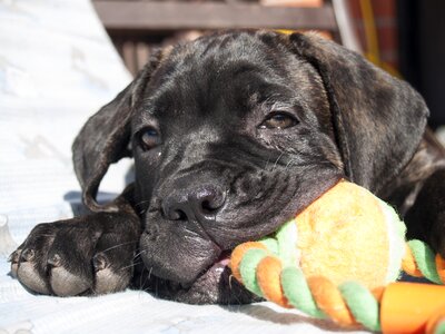 Puppy cane corso cute photo