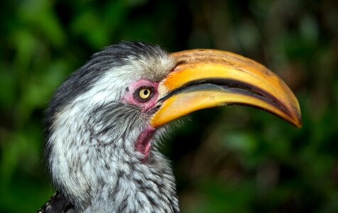 Bill plumage eye