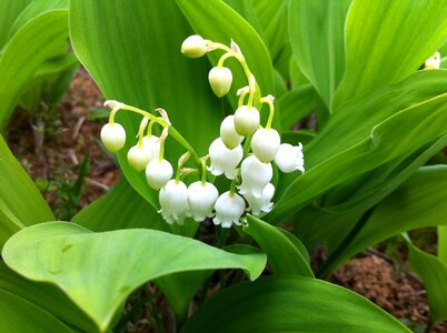 Lily of the valley flowers nature