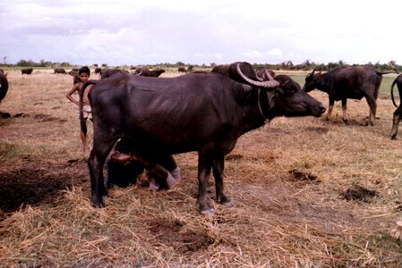 Bangladesh buffalo circle