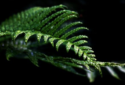 Plant leaf fern filigree photo